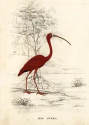 Scarlet ibis, Eudocimus ruber. Handcoloured steel engraving from Georg Friedrich Treitschke