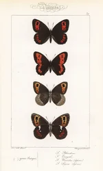 Scotch argus, Erebia aethiops, large ringlet, Erebia euryale, autumn ringlet, Erebia neoridas (ventral), and Arran brown, Erebia ligea (ventral). Handcoloured steel engraving by the Pauquet brothers after an illustration by Alexis Nicolas Noel from Hippoly