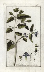 Scutellaire with Helmet or Big Hat, Scutellaria galericulata