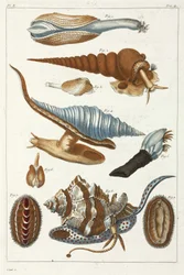 Sea Creatures