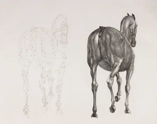 Second dissected layer of a horse, back view