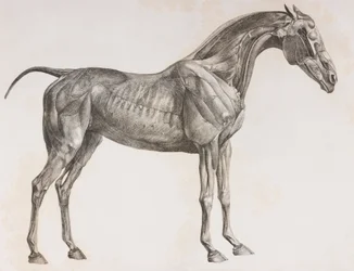 Second dissected layer of a horse, side view