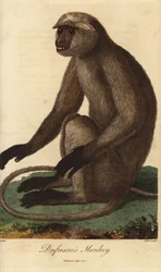 Gray langur or Hanuman langur