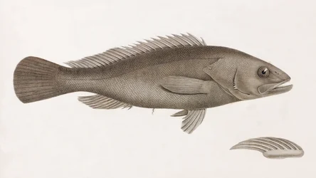 Serran Airain (close up)