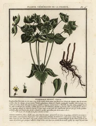Serrated Spurge, Euphorbia serrata