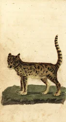 Serval, Leptailurus serval, 1800 (engraving)