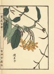 Shikunshi, Chinese honeysuckle or Rangoon creeper, Combretum indicum. Handcoloured woodblock print by Kono Bairei from Kusa Bana Hyakushu (One Hundred Varieties of Flowers), Tokyo, Yamada