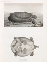 Side and Underneath View of a Turtle