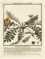 Silverweed, Potentilla anserina