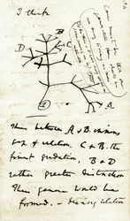 Sketch by Charles Darwin from his first notebook Transmutation of species: this is his first diagram referring to his theory of Evolution. 1837