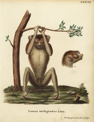 Slow-paced Lemur or Red Slender Loris, Loris tardigradus. Endangered. Lemur tardigradus Linn. Handcoloured copperplate drawn and engraved after nature by Hermann Jakob Tyroff from Johann Christian Daniel Schreber