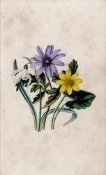 Snow pierce, blue anemone and small celandine. Lithograph by Louisa Anne Twamley in Our Wild Flower, Charles Tilt, London