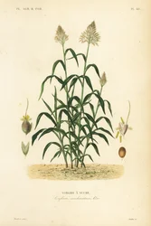 Sorghum grass, great millet, durra, jowari or milo