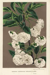 Sour cherry tree, Prunus cerasus (caproniana ranunculiflora). Handcoloured lithograph from Louis van Houtte and Charles Lemaire