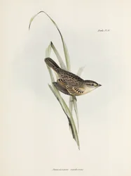 Sparrow or finch, c 1832-1836