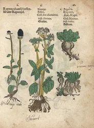 Spiked rampion, skirret, and turnip