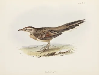 Spinetail, South America, c. 1832-1836