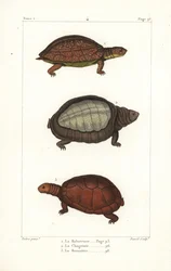 Spot legged turtle, Indian flapshell turtle, and North African helmeted turtle