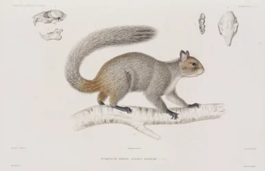 Squirrel