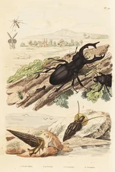 Stag Beetle, Cerithium Sulcatum and Rhinoclavis Aspera Molluscs, Cerocoma Elateroides and Keroplatus Tipuloides Wasp