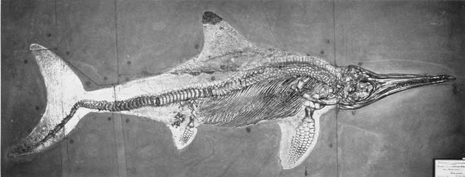 Stenopterygius megacephalus (The Oxford Ichthyosaur) found Nr. Stuttgart, Germany, Upper Lias Period