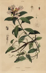 Stick insect and Victorian Christmas bush