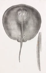 Stingray, Front View Close-up