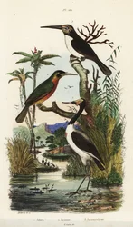 Stork, rufous-tailed jacamar, and three-toed jacamar