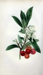 Strawberry Tree with Flowers and Fruit