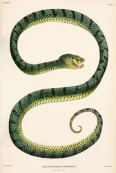 Sumatran Pit-Viper, Indonesia
