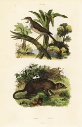 Sunbird and Meerkat, 1834-1839 (engraving)