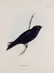 Swallow or Martin, South America, c. 1832-1836