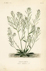 Thale cress, mouse-ear cress or arabidopsis