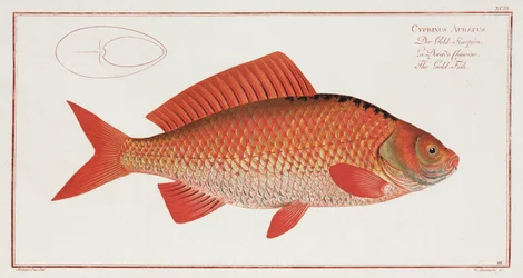 The Gold-Fish