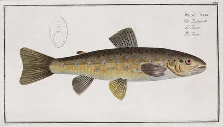 The Trout