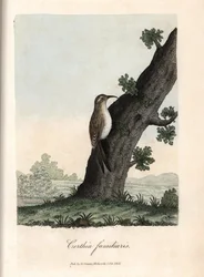 The climber of the woods. Coloured copper engraving by George Graves, in British Ornithology