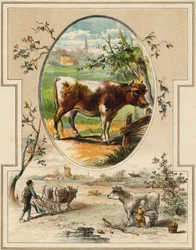 The cow. Engraving in "Mon premier Grand Alphabet". Bernardin-Bechet Edition, Paris, circa 1890. Illustrations by A. des Lilleuls.