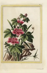 Rose mallow, Hibiscus syriacus