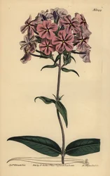 Thickleaf Phlox