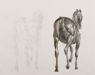 Third dissected layer of a horse, back view