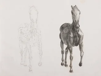 Third dissected layer of a horse, front view