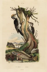 Three-toed woodpecker, Picoides tridactylus, and picarel, Spicara smaris