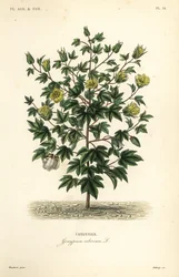 Tree cotton, Gossypium arboreum