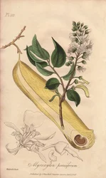 Tree of Fevers (Myroxylon peruiferum) - Strong Water by William Clarke to illustrate Medical Botanical, Description of the Medicinal Plants of London, Edinburgh and Dublin by John Stephenson and James Morss Churchill