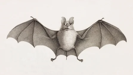 Trident Horseshoe Bat, Bats in Egypt