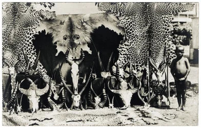Trophies, c.1910