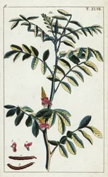 True indigo, Indigofera tinctoria