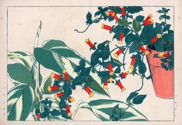Firecracker vine and arrowroot. Handcoloured woodblock print from Konan Tanigami