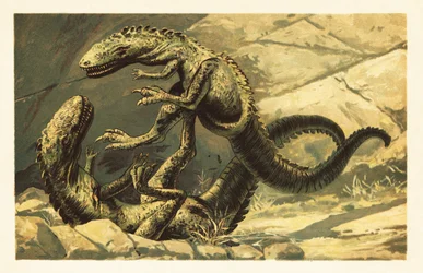 Two Battling Dryptosaurus aquilunguis (lithograph)