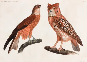 Two Color Illustrations of Birds